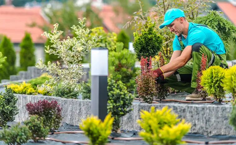 Landscaping Common Area Landscaping A landscaper planting shrubbery on a commercial path.