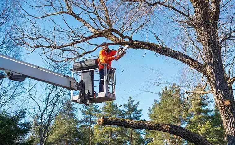 Landscaping Tree & Shrub Care A landscaper trims a tree.